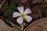 Purple woodsorrel